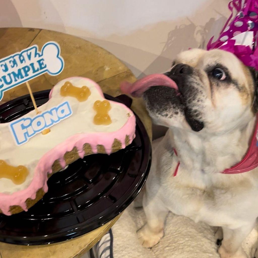 Fiona, la mascota de Alessandra Derbez y Eugenio Derbez