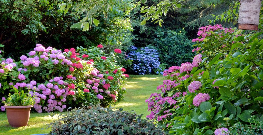 Jardín con hortensias. 
