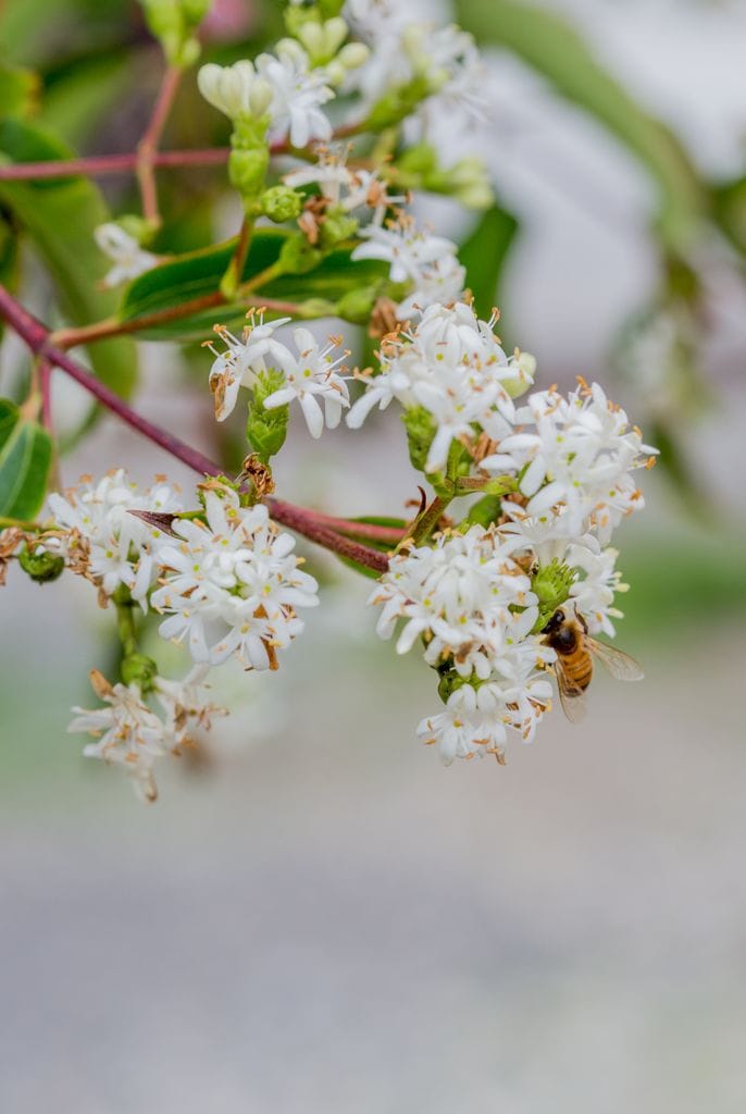 Árbol de los siete hijos o Heptacodium miconioides