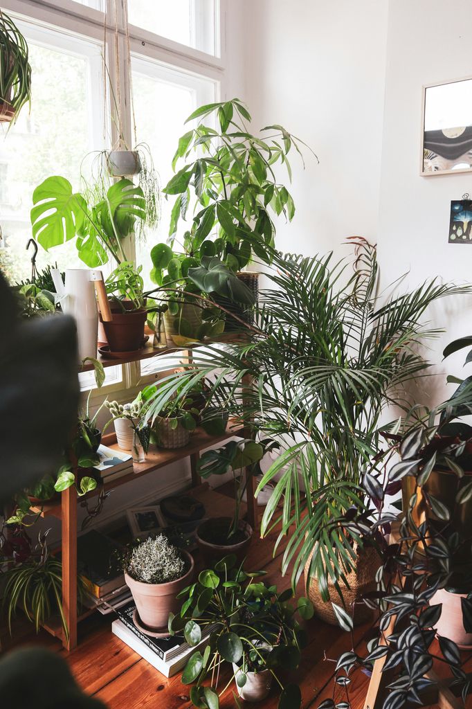 Plantas de interior