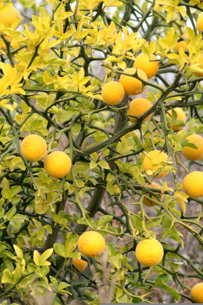 Limonero