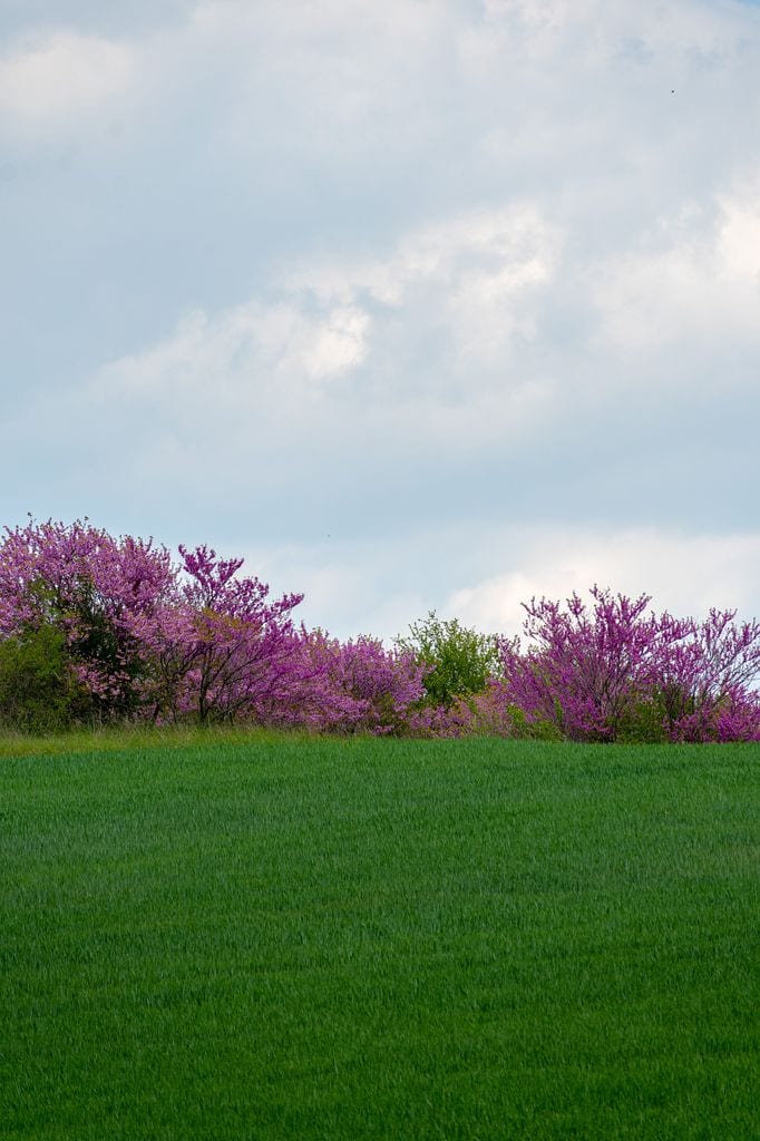 Varios árboles del amor (‘Cercis siliquastrum’) en primavera en un jardín doméstico dibujando un camino