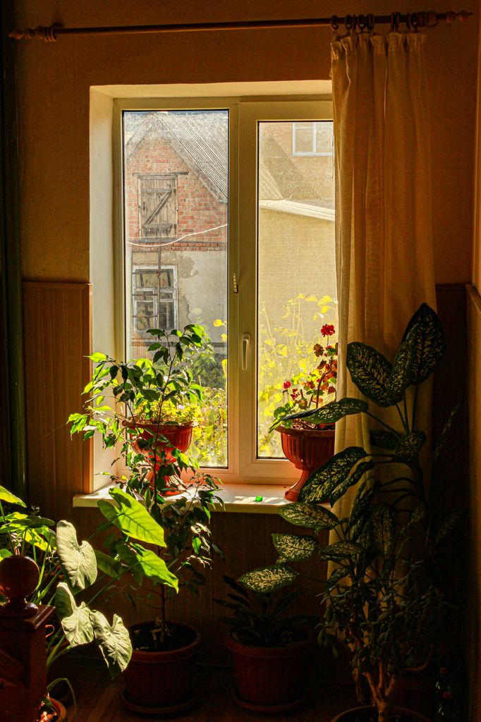 Abrir ventanas contribuye a una mejor salud de tus plantas cultivadas en interior
