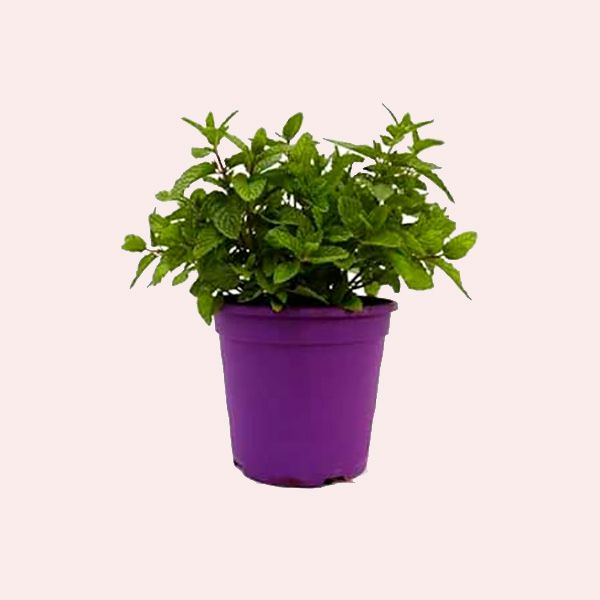 Menta de Jardín Fresca Planta Aromática y Versátil