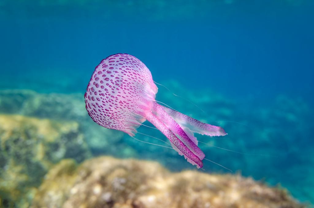 Medusa Pelagia noctiluca