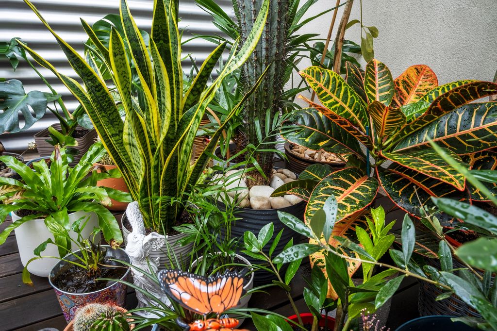 Plantas de interior en exterior. 