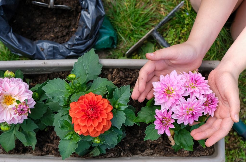 Dalias recién plantadas y detalle del sustrato que precisan, con muy buen drenaje