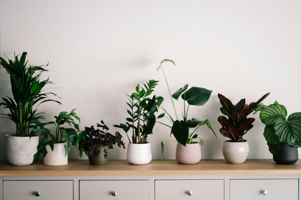 Plantas de interior