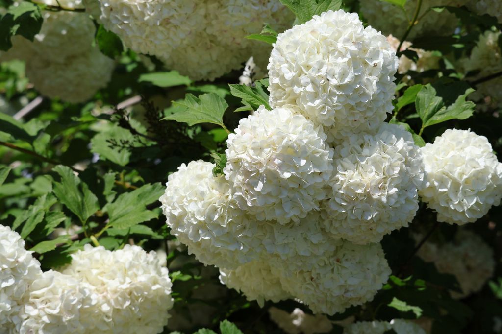 Viburnum Opulus