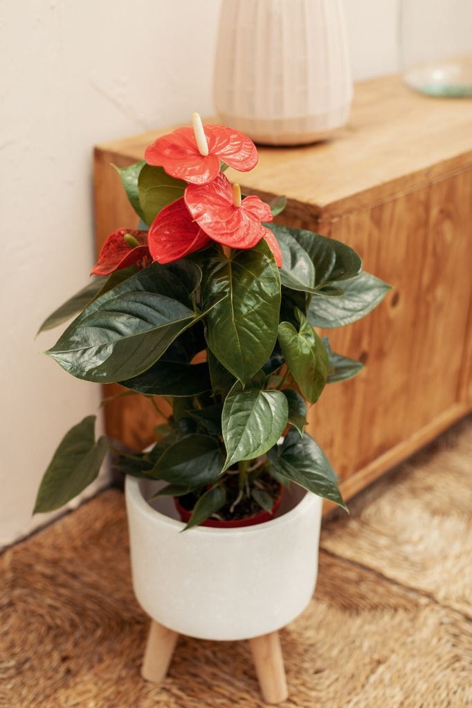 No expongas al anturio a sol directo, la luz que reciba debe ser matizada