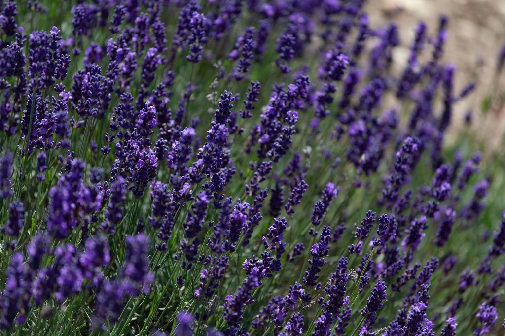 Detalle de lavandas en un jardín con pocos requerimientos hídricos