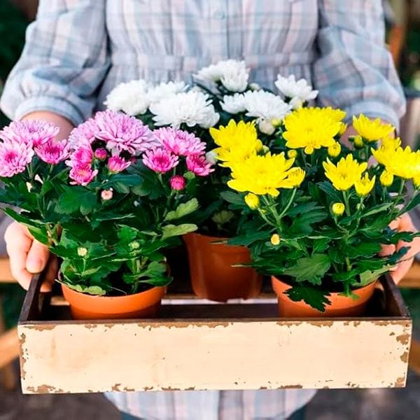 DECOALIVE Crisantemo Planta Natural
