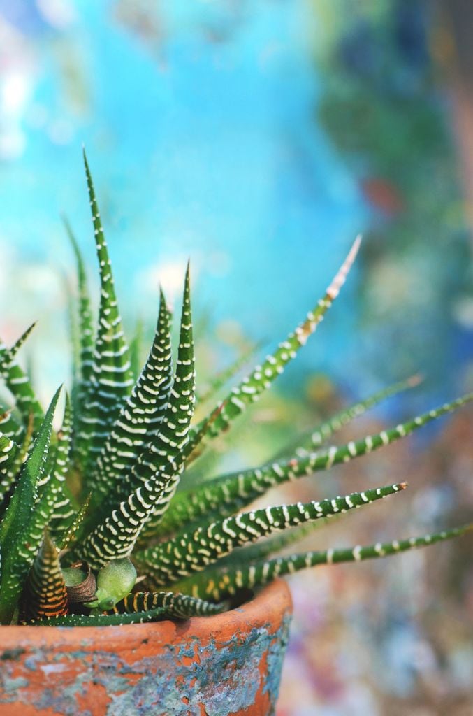 Haworthiopsis attenuata o planta cebra. 