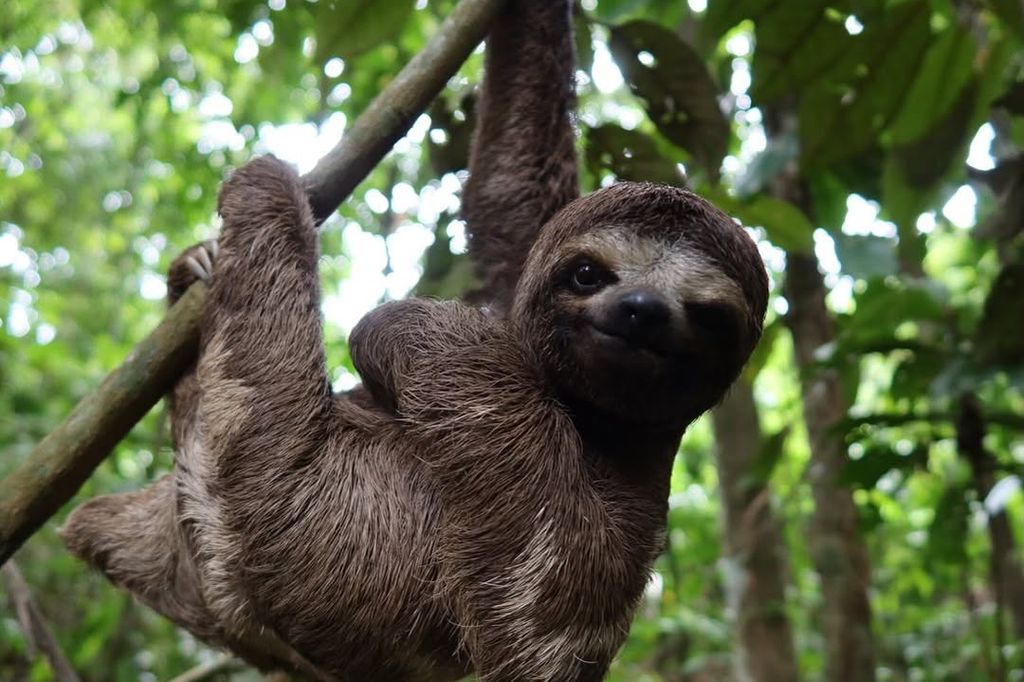 Sam quedó fascinado por la fauna de la zona, como este tierno oso perezoso.