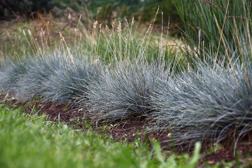 Festuca glauca o azul