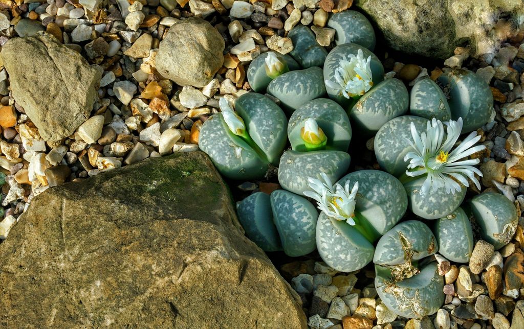 Planta 'piedras vivas'