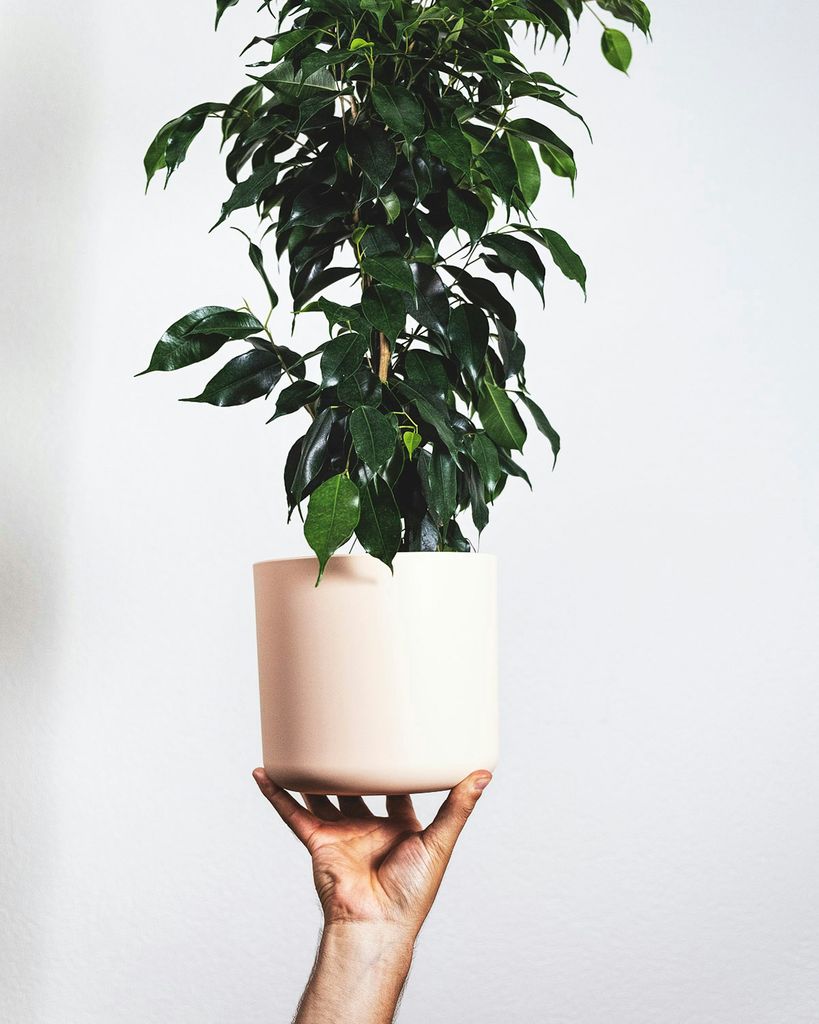 Ficus benjamina. 