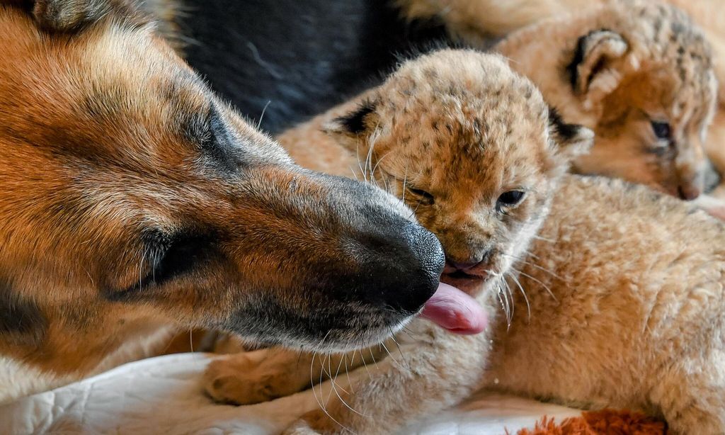 german shepherd nurses two abandoned lion cubs in primorye territory russia