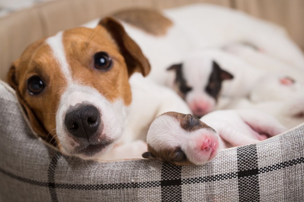 Muchos cachorros vendidos online provienen de criadores ilegales que separan a los perros de su madre demasiado pronto