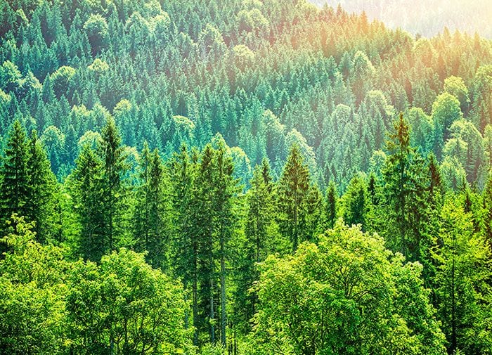 bosque