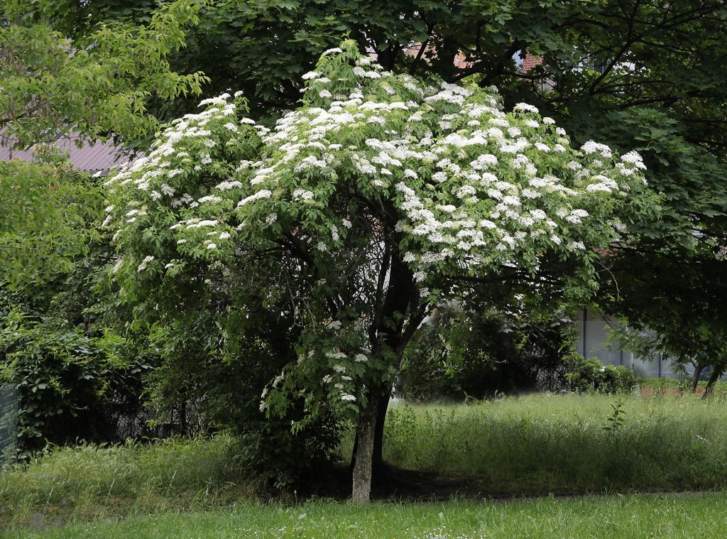 Saúco (‘Sambucus nigra’), un arbusto que en este jardín luce un porte arbóreo