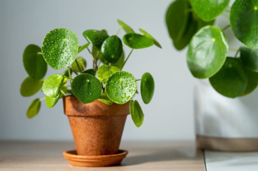 Pilea peperomioides