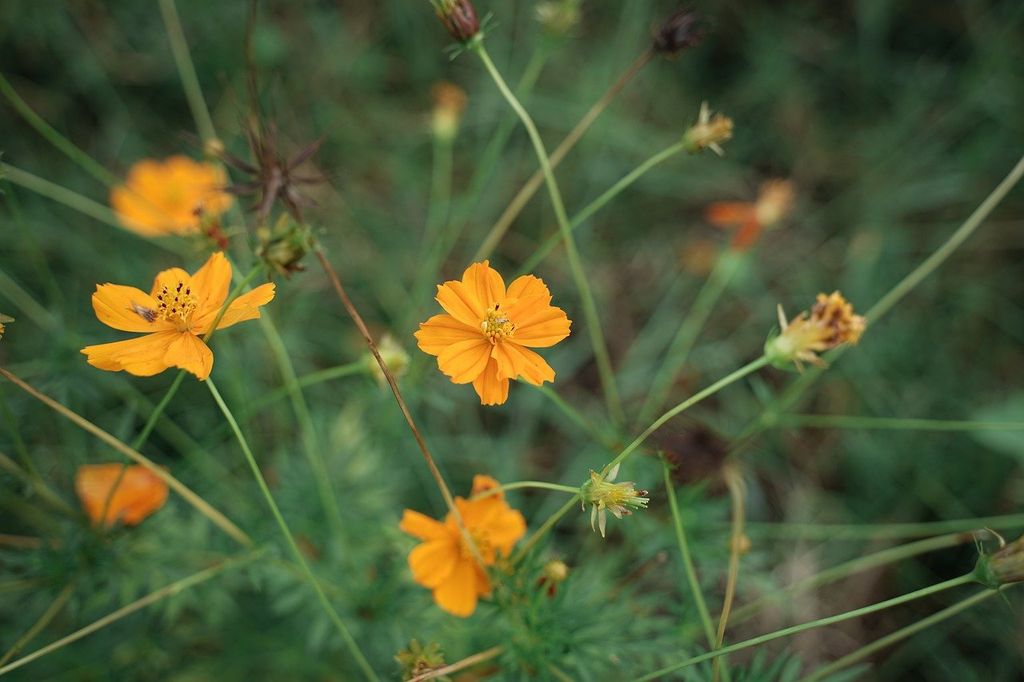 Cosmos