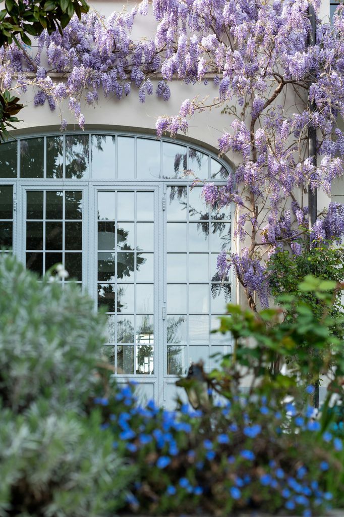 Glicinia (‘Wisteria sinensis’), una planta aromática por excelencia
