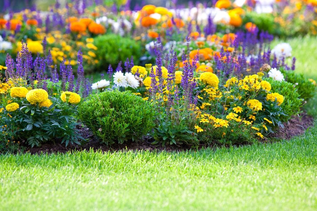 Flores en el jardín