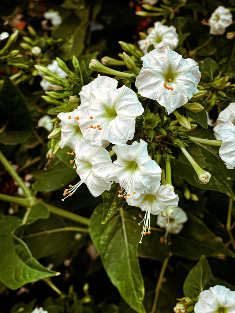 Mirabilis Jalapa o Don Diego de noche