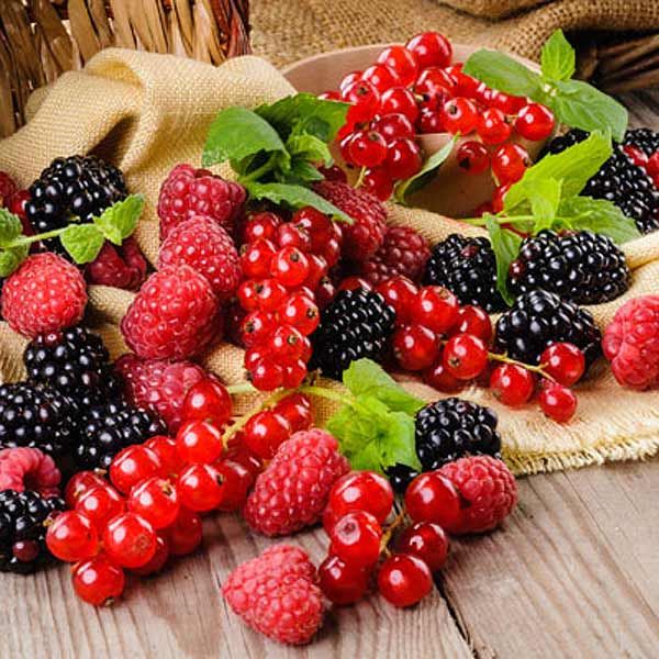 alimento operacionbikini5