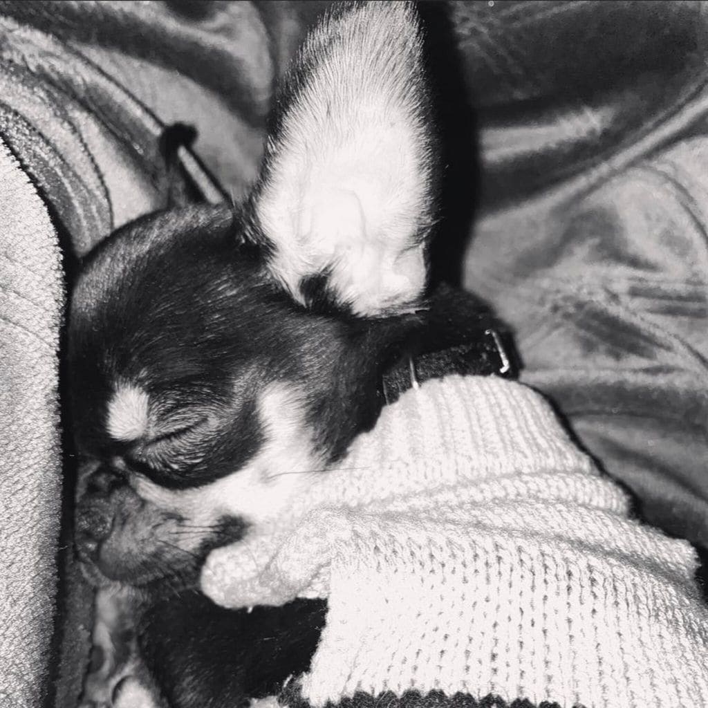 christian nodal y su nueva mascota