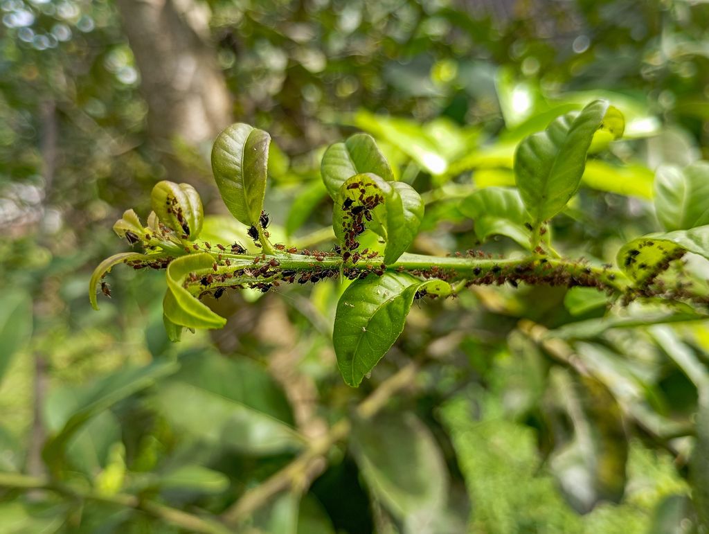 Hormigas