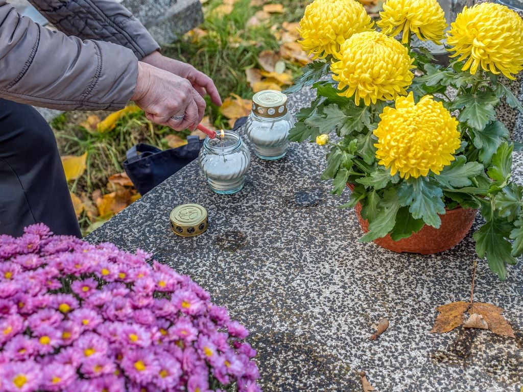 Crisantemo, conocido como ‘flor de los muertos’ o ‘flor de los cementerios’