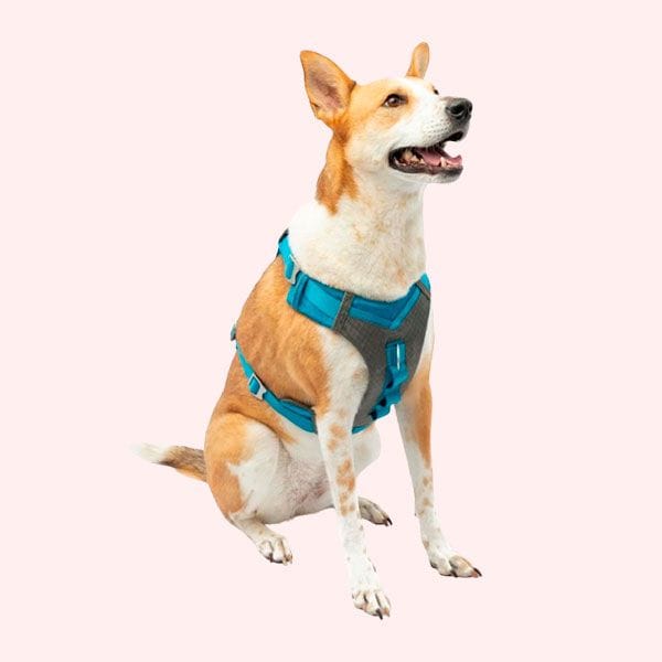 EL MEJOR PARA PERROS PEQUEÑOS Y CACHORROS: Kurgo Journey Air  