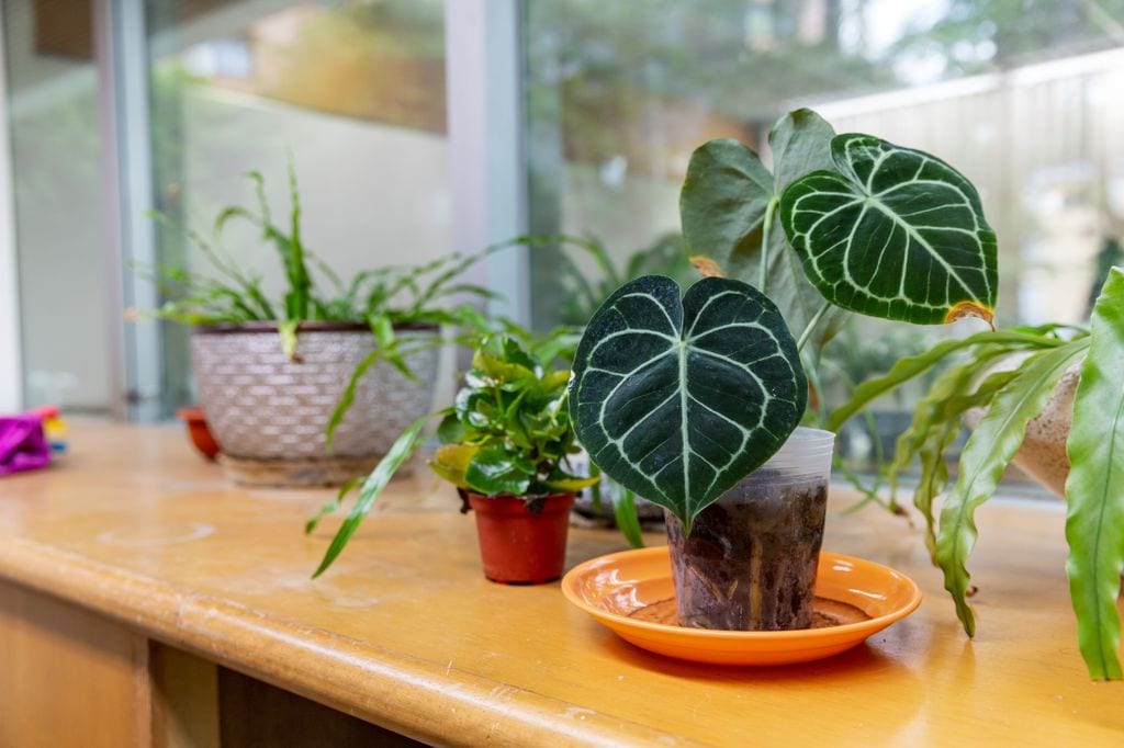 Anthurium Clarinervium o anturio terciopelo. 