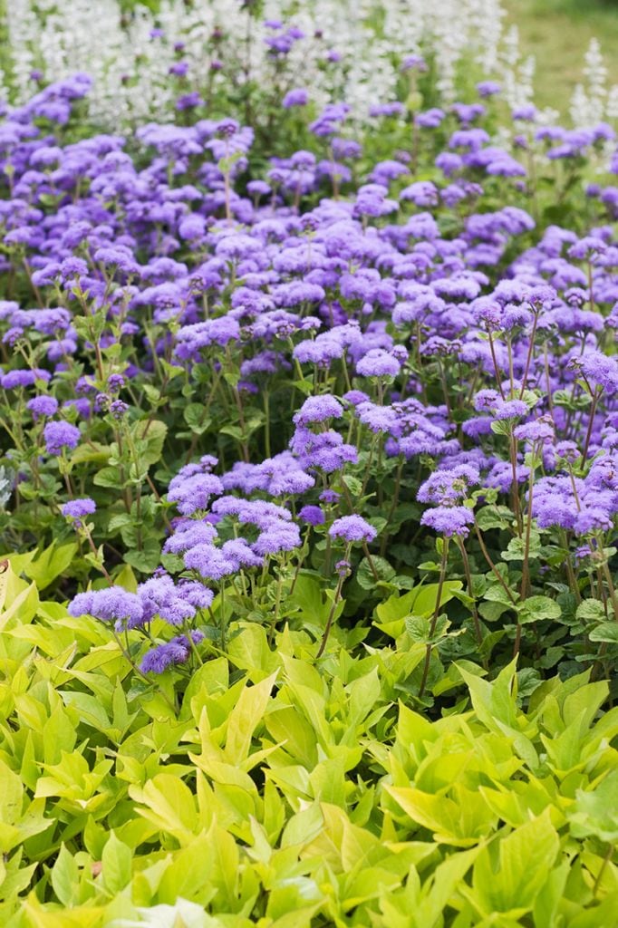 Parterre da base de agératos y salvias