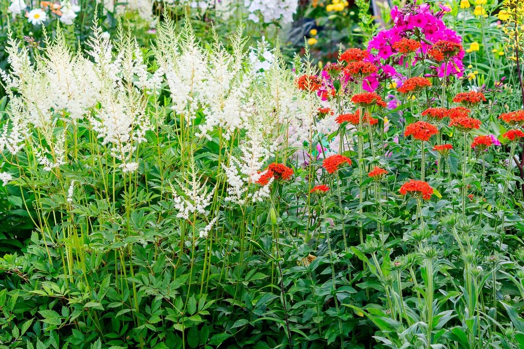 Plantas vivaces