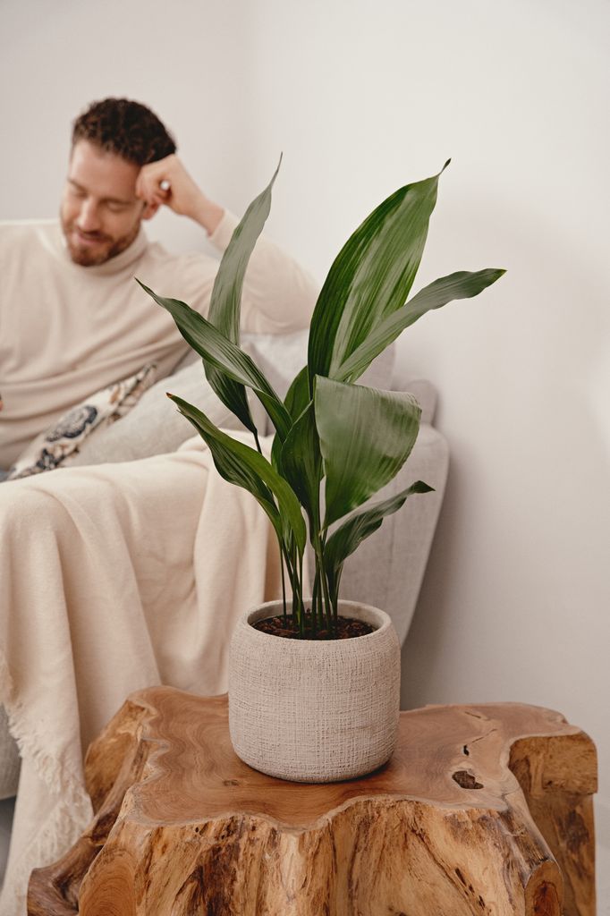Decoración minimalista en el salón con una planta aspidistra sobre un tronco