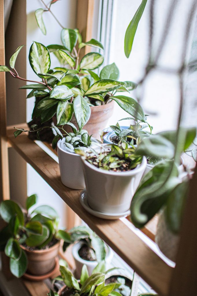 Plantas en la ventana