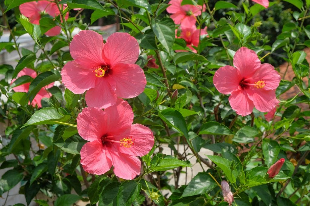Flores de hibisco