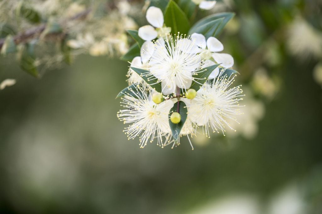 Detalle de la flor del mirto, presente en primavera y hasta el verano, incluso todo el mes de agosto