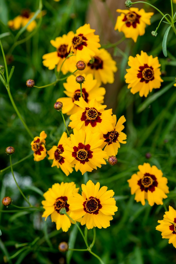 Coreopsis. 