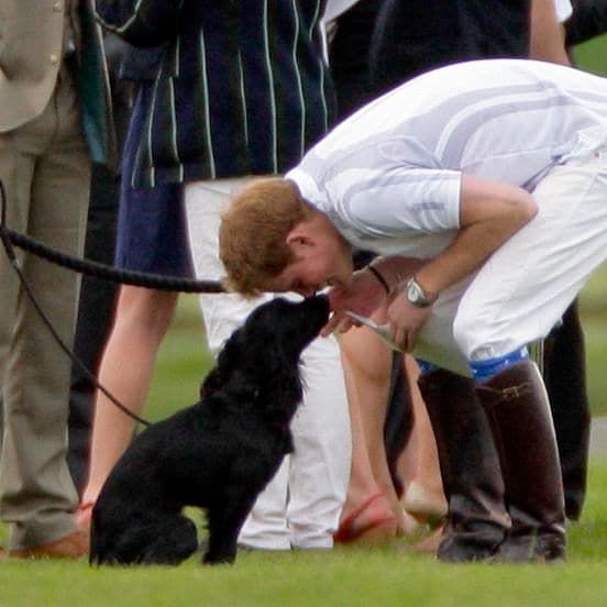 lupo el perro del pr ncipe william y kate middleton
