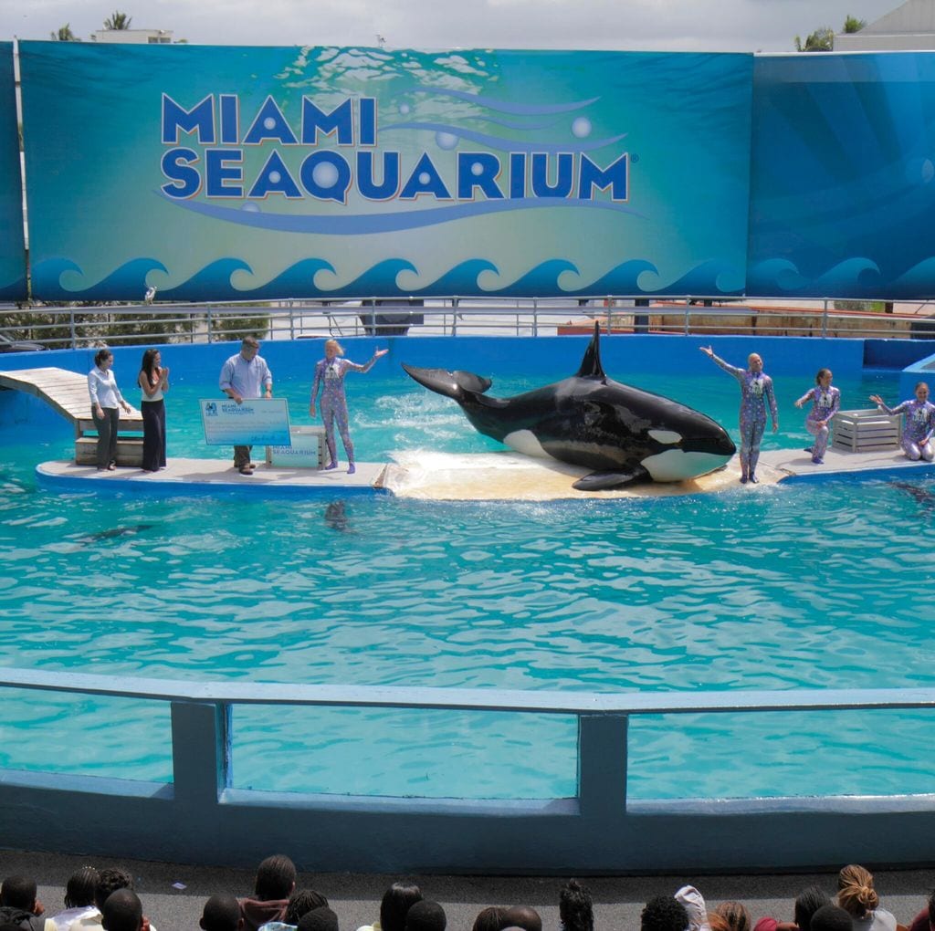 Lolita la orca