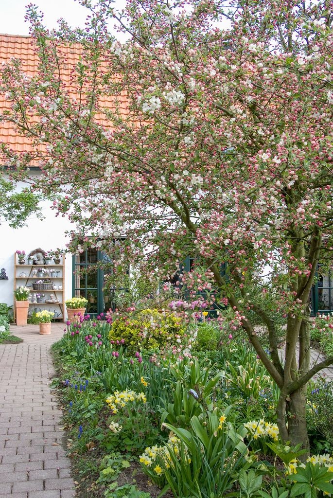Jardín en primavera con bulbosas cultivadas en el terreno