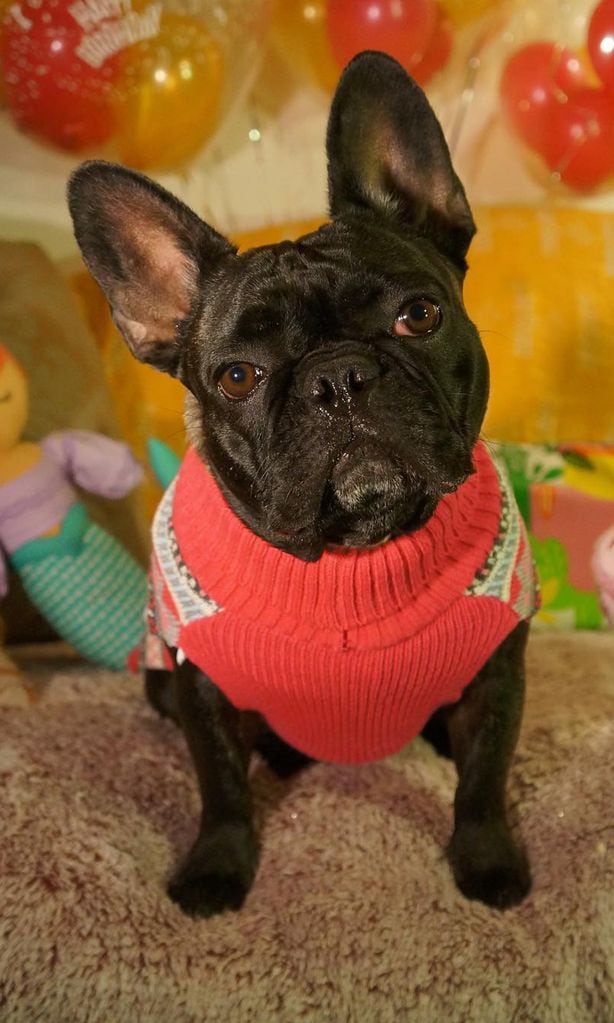 perro de lady gaga