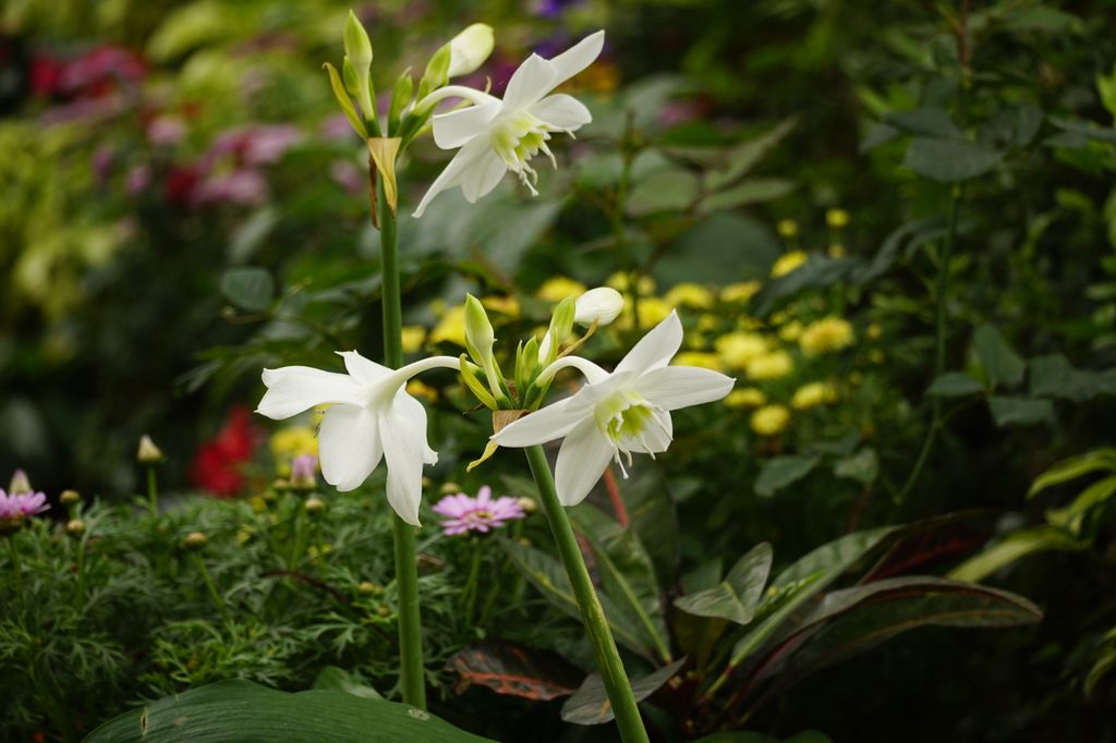 Eucharis amazonica