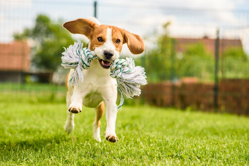 Beagle saltando con un juguete en la boca