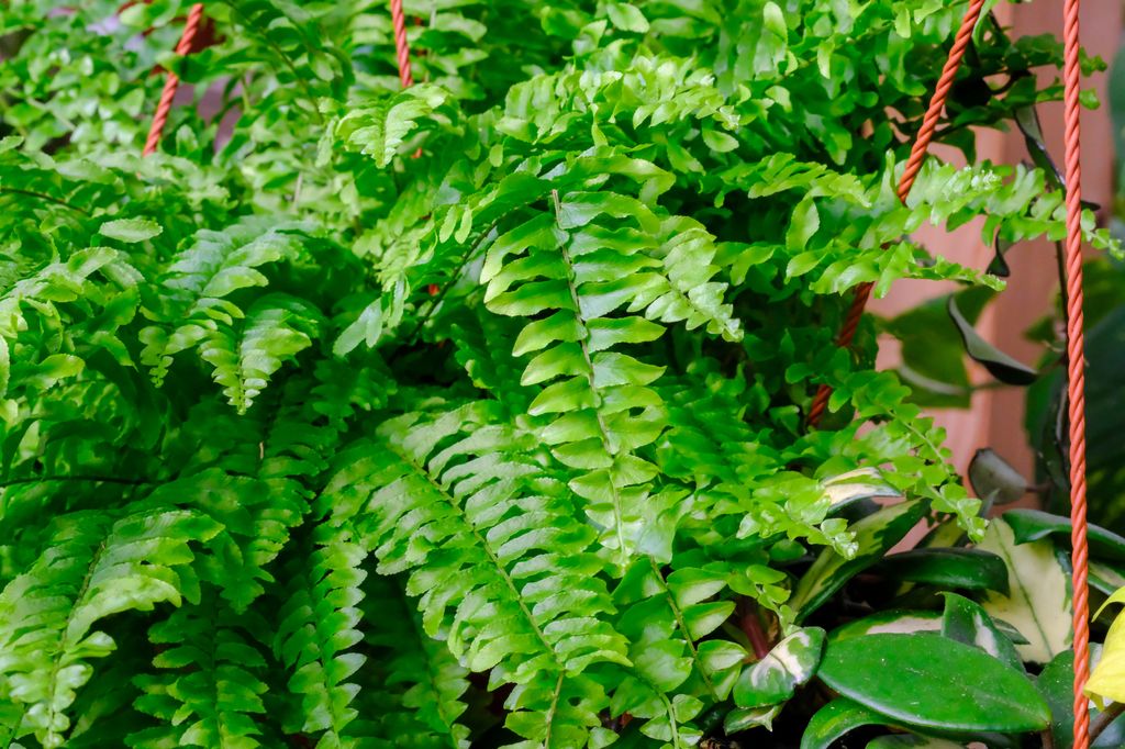 Helecho Nephrolepis exaltata